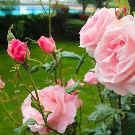 Hotel Hotel Nessi Locarno Locarno