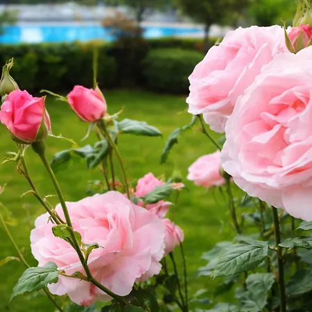 Hotel Nessi Locarno Hotel Locarno